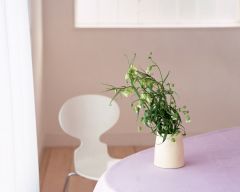 Tapeta Nature Flowers 517.jpg